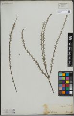 Foto von Salix tristis Aiton